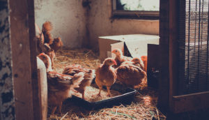 Foto: Santiago Farizano