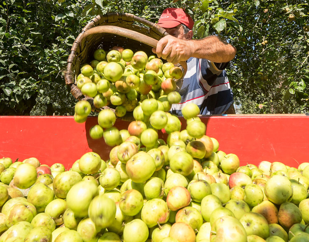 Subvención a Sidra Natural para la mejora de las plantaciones de manzanos 3 Manzanas Subvención a Sidra Natural para la mejora de las plantaciones de manzanos