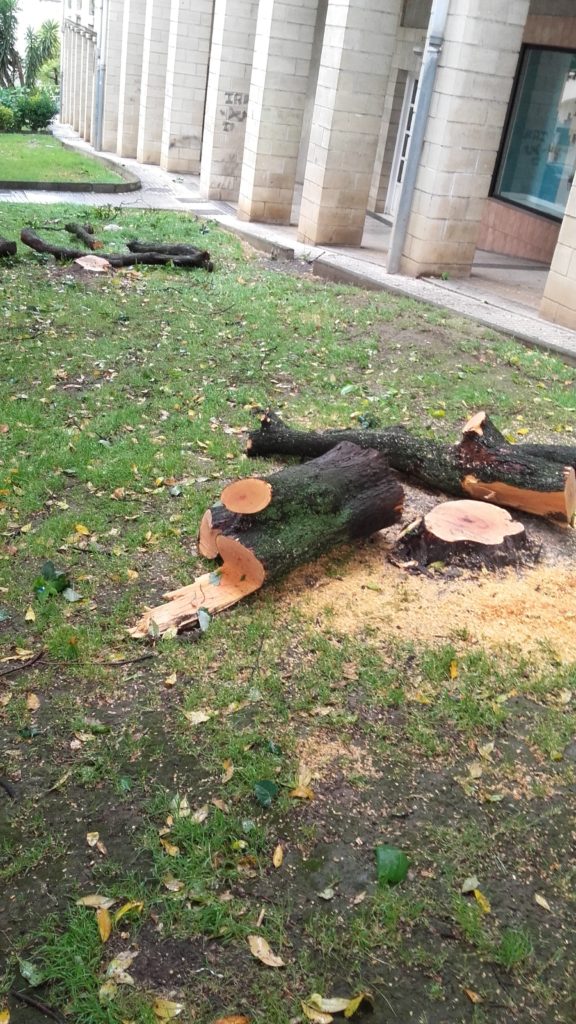 Eguzki denuncia una tala de cinco madroños y un tilo en el Paseo de Mons 2 talamons2 Eguzki denuncia una tala de cinco madroños y un tilo en el Paseo de Mons