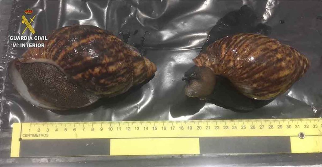 donostitik caracoles gigantes 1 La Guardia Civil interviene 22 caracoles gigantes africanos dentro de una maleta en el Aeropuerto de Bilbao