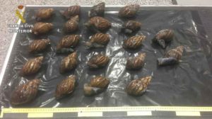 donostitik caracoles gigantes 2 La Guardia Civil interviene 22 caracoles gigantes africanos dentro de una maleta en el Aeropuerto de Bilbao