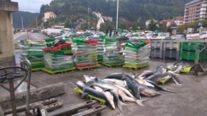 marrajos 300x169 - Eguzki pide al Gobierno vasco información sobre la "matanza de tiburones en Ondarroa"