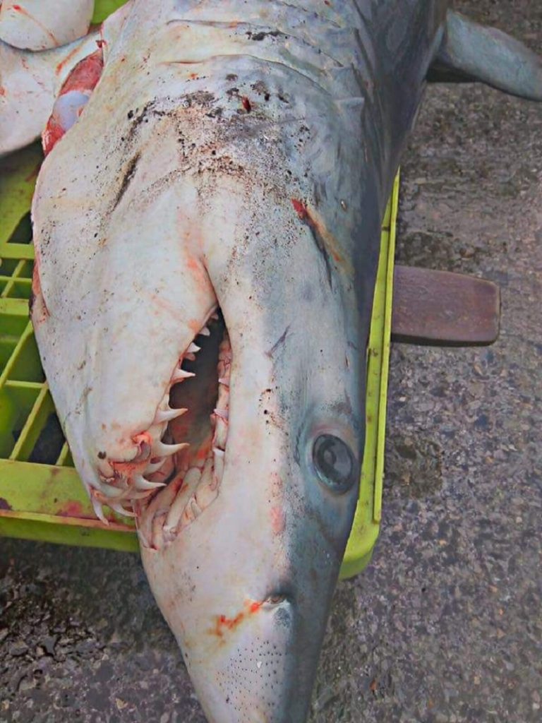 Eguzki pide al Gobierno vasco información sobre la "matanza de tiburones en Ondarroa" 4 marrajos3 Eguzki pide al Gobierno vasco información sobre la "matanza de tiburones en Ondarroa"