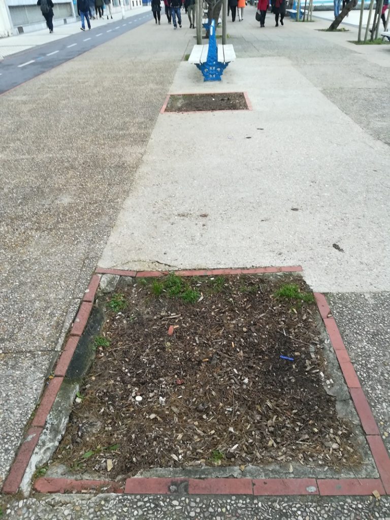 Eguzki pide que se planten árboles en los alcorques vacíos 16 alcorque concha Eguzki pide que se planten árboles en los alcorques vacíos