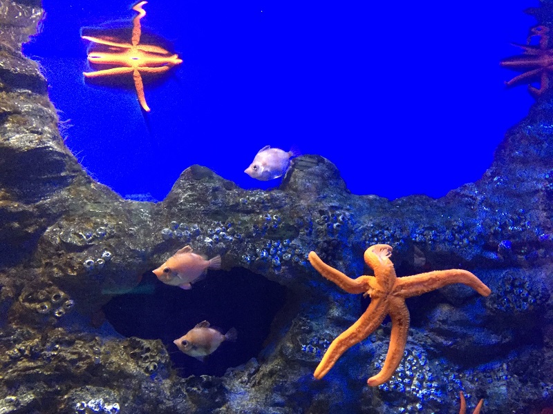 Foto: Aquarium