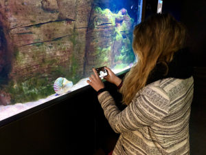 Nautilus 2 El Aquarium ofrece la oportunidad de ver un Nautilus Pompilus, una de las especies más raras y amenazadas