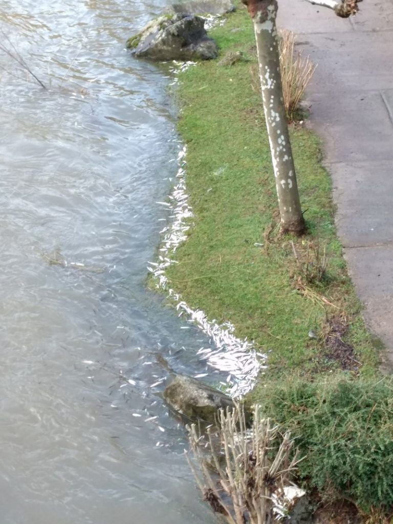 Soraluze Ura confirma la presencia de cianuro en el río Deba el día en que murieron cientos de peces en Soraluze