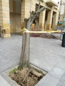 IMG 20180402 WA0006 600x800 El viento tira un árbol en el Boulevard