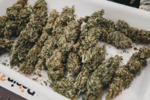 El mundo (aún por conocer) del cannabis se abre en Expogrow 9 DSF1229 El mundo (aún por conocer) del cannabis se abre en Expogrow