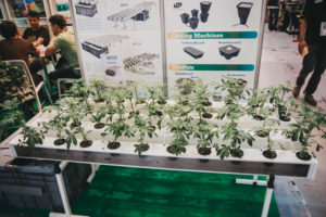 El mundo (aún por conocer) del cannabis se abre en Expogrow 3 DSF1254 El mundo (aún por conocer) del cannabis se abre en Expogrow