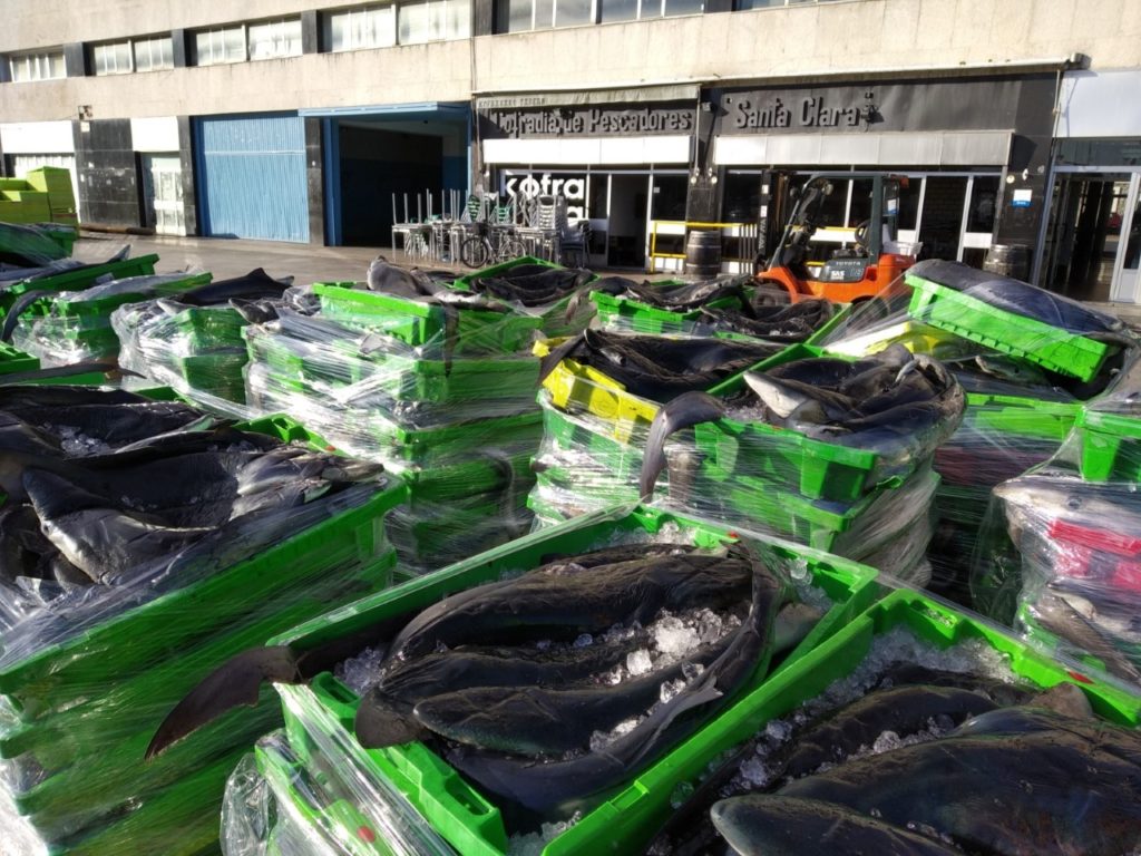 Cuatro investigados en Ondarroa (Bizkaia) por el comercio ilegal de tiburones 17 Tiburon azul Ondarroa 3 Cuatro investigados en Ondarroa (Bizkaia) por el comercio ilegal de tiburones