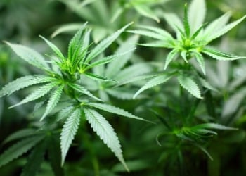 Plantas de cannabis o marihuana.