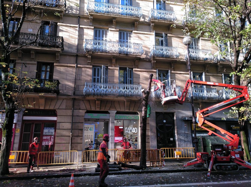 Eguzki acusa al Ayuntamiento donostiarra de "una nueva ofensiva contra el arbolado urbano" 13 tala urbieta Eguzki acusa al Ayuntamiento donostiarra de "una nueva ofensiva contra el arbolado urbano"
