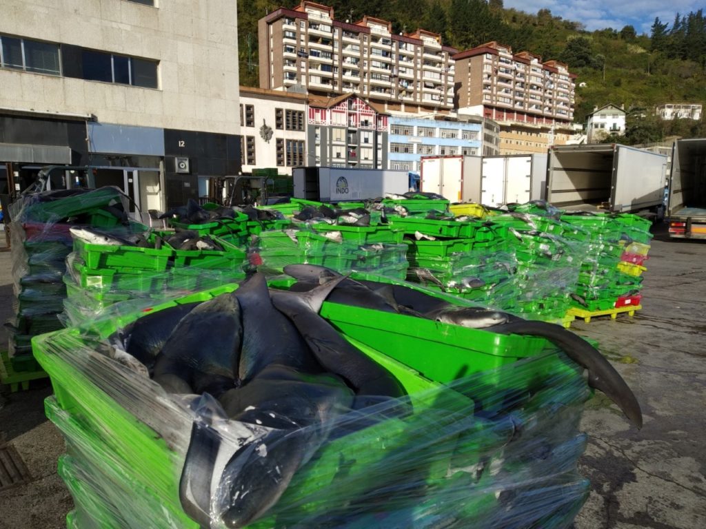 Eguzki denuncia la captura de tiburón azul en Ondarroa (Bizkaia) 19 tiburones1 Eguzki denuncia la captura de tiburón azul en Ondarroa (Bizkaia)