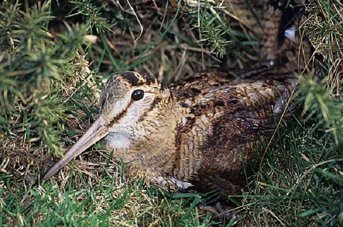Los ecologistas piden a la Diputación menos días de caza para la becada 1 becada Los ecologistas piden a la Diputación menos días de caza para la becada