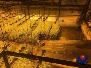 IMG 20190130 WA0003 300x225 - Desmanteladas dos plantaciones de marihuana con 13.500 plantas en Zumaia y Deba