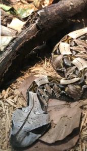 IMG 20190221 WA0001 Hondarribia: Buscan una víbora venenosa en las marismas de Amute