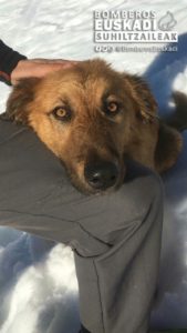 rescate perro3 169x300 - Rescate de un can en el Monte Aloña