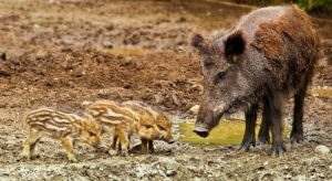 jabali1 La huelga de los cazadores de Gipuzkoa promete ir para largo