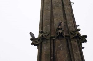 halcon2 300x198 - El Buen Pastor pierde a la pareja de halcones peregrinos que anidaba en su torre