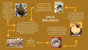 El Ayuntamiento de San Sebastián pone 70 trampas contra la avispa asiática 3 Avispa asiática El Ayuntamiento de San Sebastián pone 70 trampas contra la avispa asiática