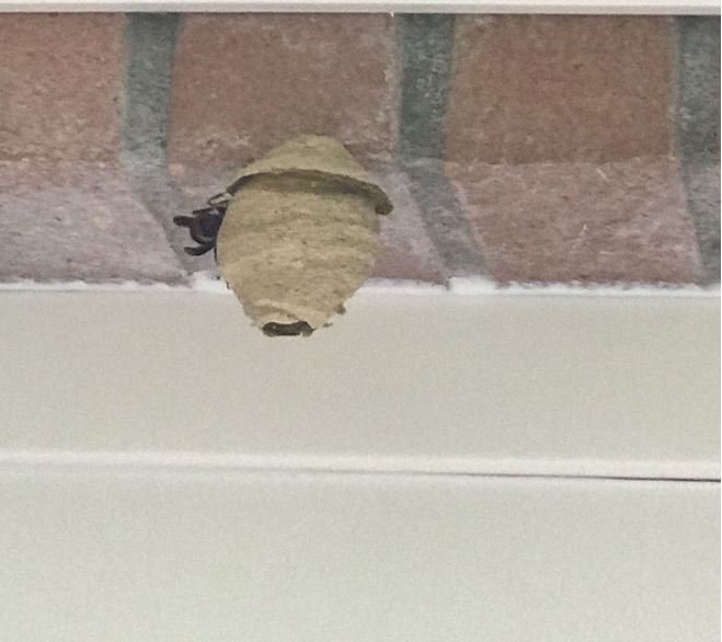 El Ayuntamiento de San Sebastián pone 70 trampas contra la avispa asiática 2 nido avispas El Ayuntamiento de San Sebastián pone 70 trampas contra la avispa asiática