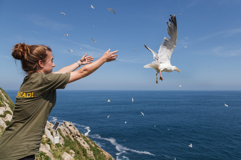 "La población de gaviotas no ha aumentado en Gipuzkoa", aclara Aranzadi 21 Aranzadi gaviota "La población de gaviotas no ha aumentado en Gipuzkoa", aclara Aranzadi