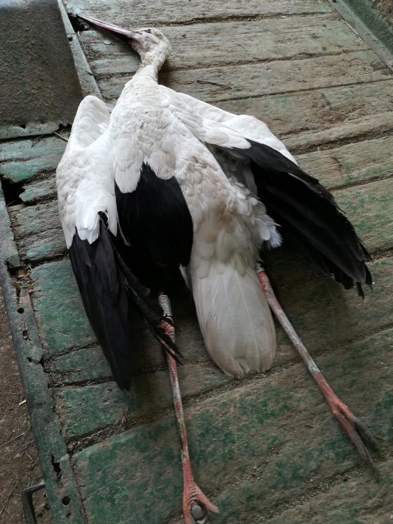 Eguzki advierte de la muerte de otra cigüeña tras chocar con una línea de alta tensión en Anoeta 10 cigüeña anoeta Eguzki advierte de la muerte de otra cigüeña tras chocar con una línea de alta tensión en Anoeta