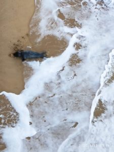 (Vídeo) Una foca junto al Pico del Loro 3 IMG 20200112 WA0008 (Vídeo) Una foca junto al Pico del Loro