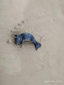 (Vídeo) Una foca junto al Pico del Loro 2 IMG 20200112 WA0009 (Vídeo) Una foca junto al Pico del Loro