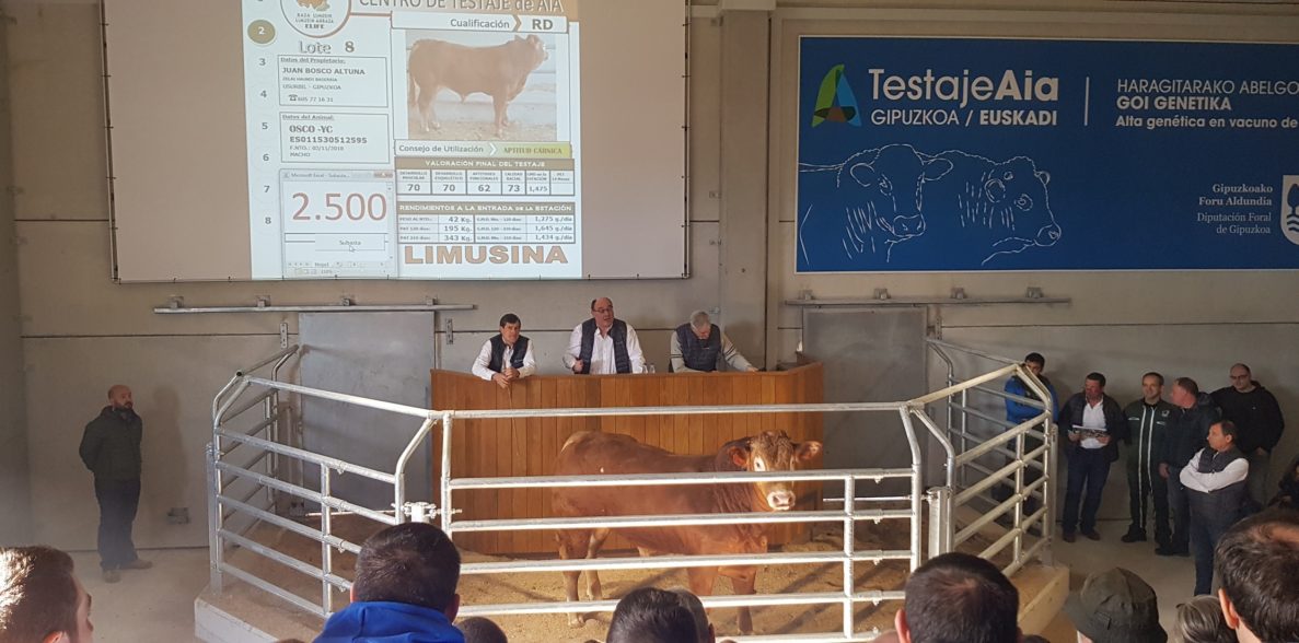 Aia testaje La subasta de ganado del Centro de Testaje de Aia será online