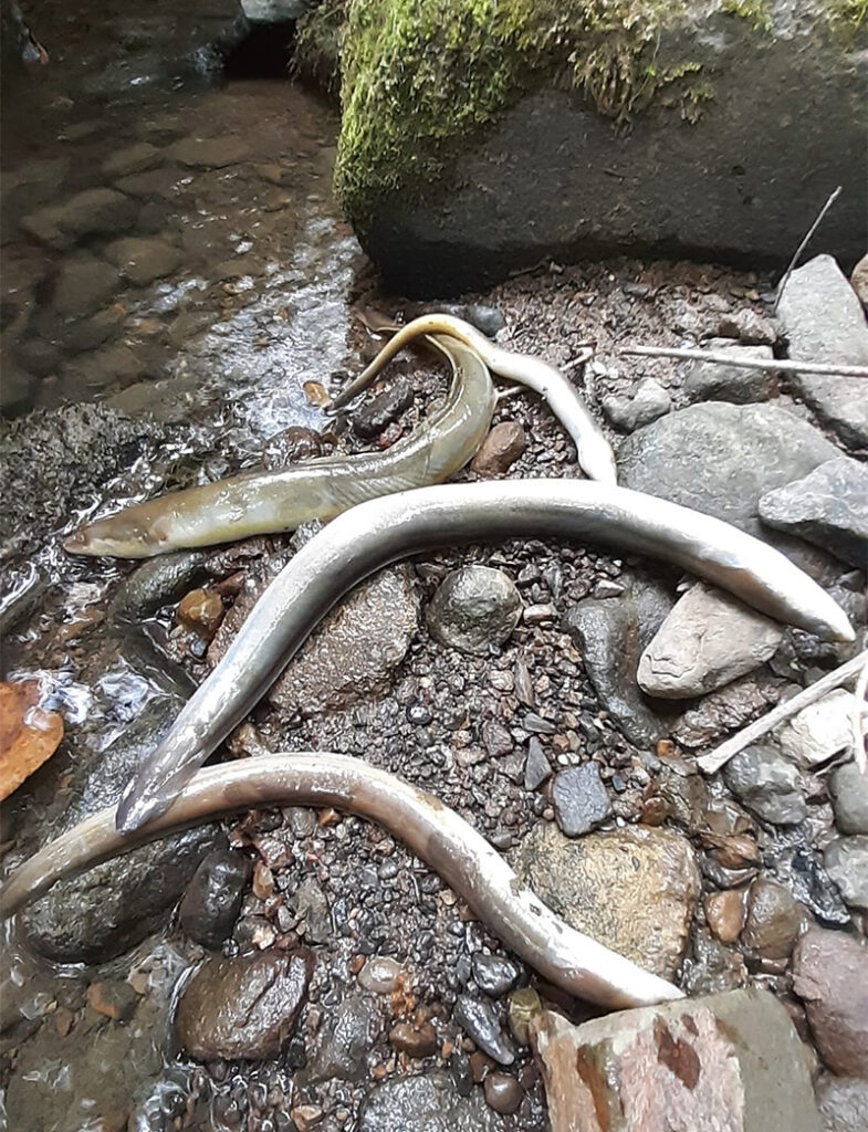 1 Un vertido de amoniaco produjo la muerte de los peces en la regata de Zubieta