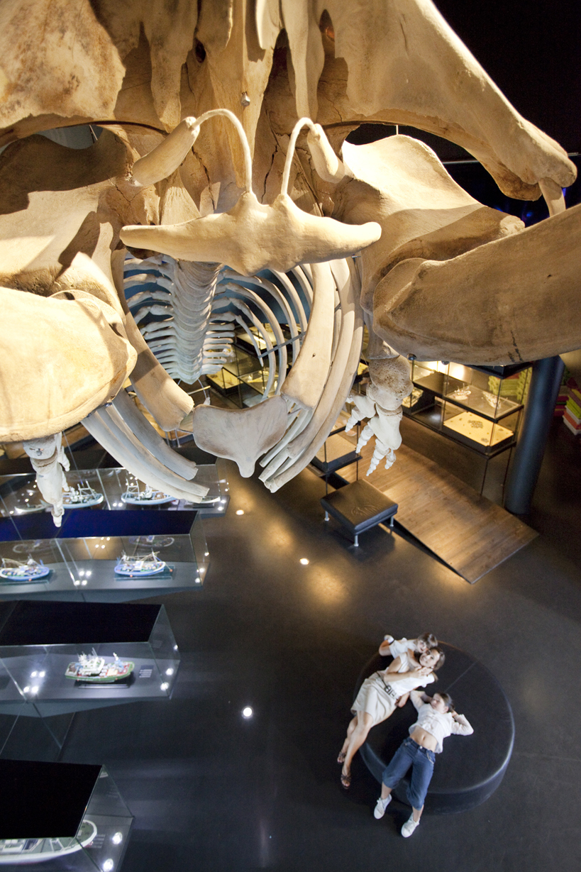 El esqueleto de la ballena. Foto: Aquarium San Sebastián