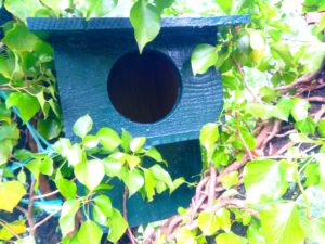 carabos kutxa Crían los cárabos en las cajas-nido de Parkea Bizirik en Ulia