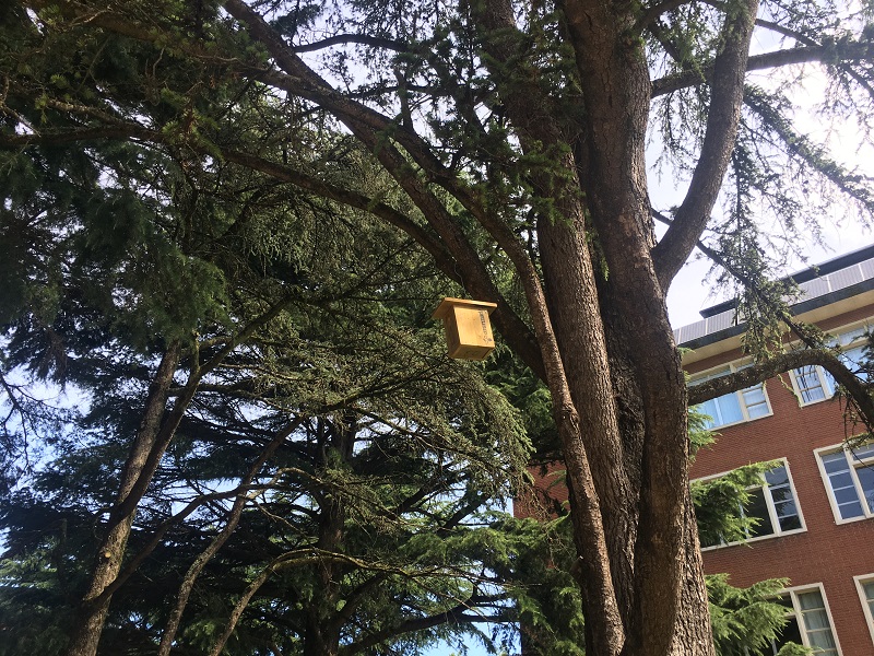 Caja-nido en los árboles. Foto: Ayuntamiento