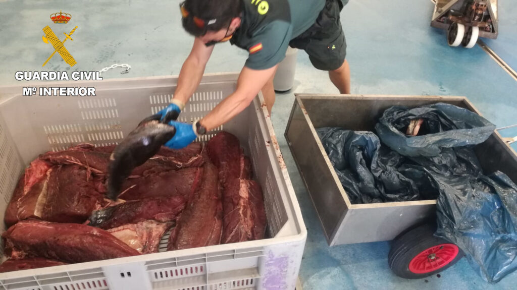 La Guardia Civil interviene en Hondarribia 122 kilos de atún rojo capturado ilegalmente 10 atun guardia civil La Guardia Civil interviene en Hondarribia 122 kilos de atún rojo capturado ilegalmente