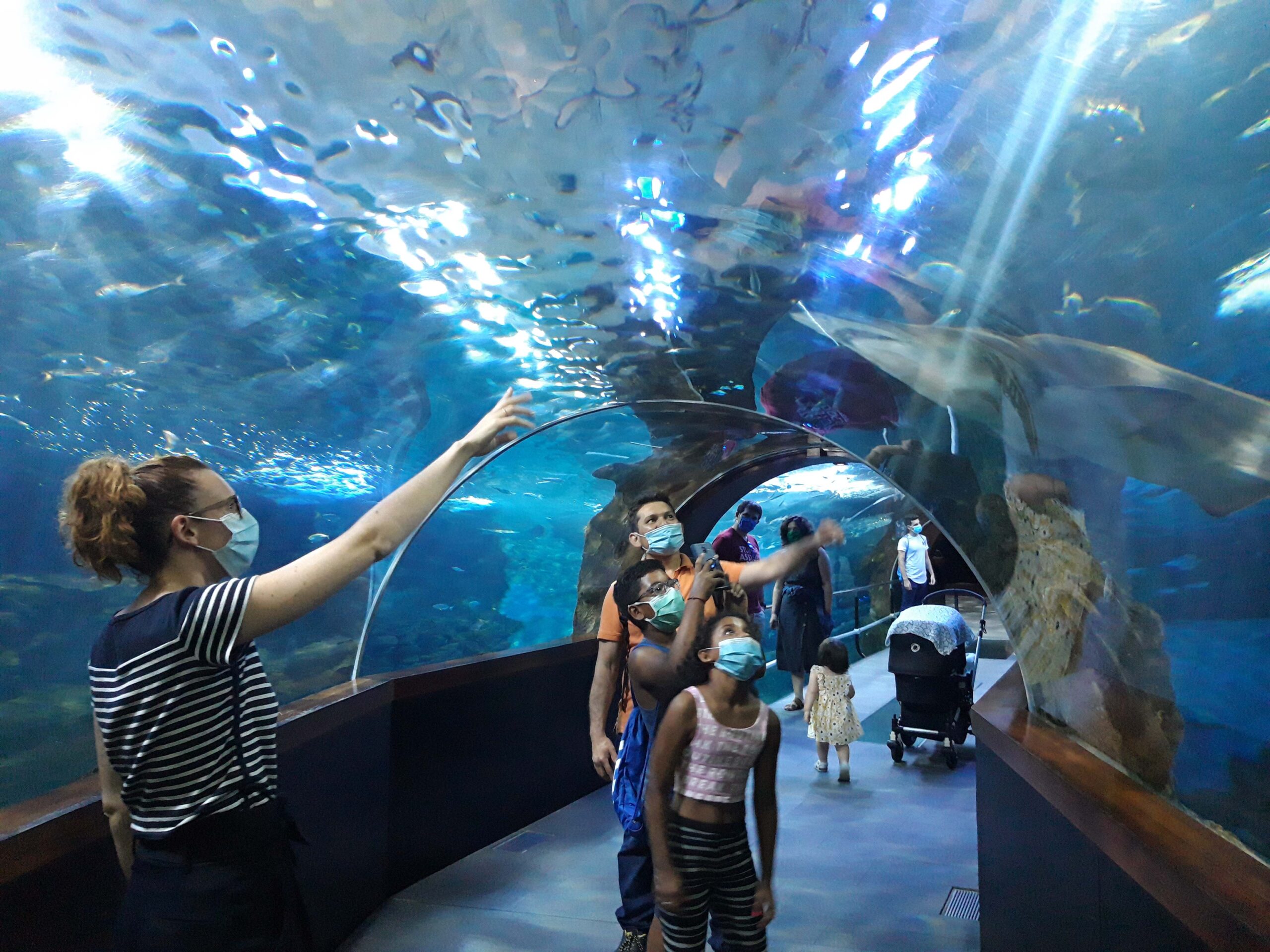 Visitantes en el túnel del Aquarium. Foto: Aquarium de Donostia