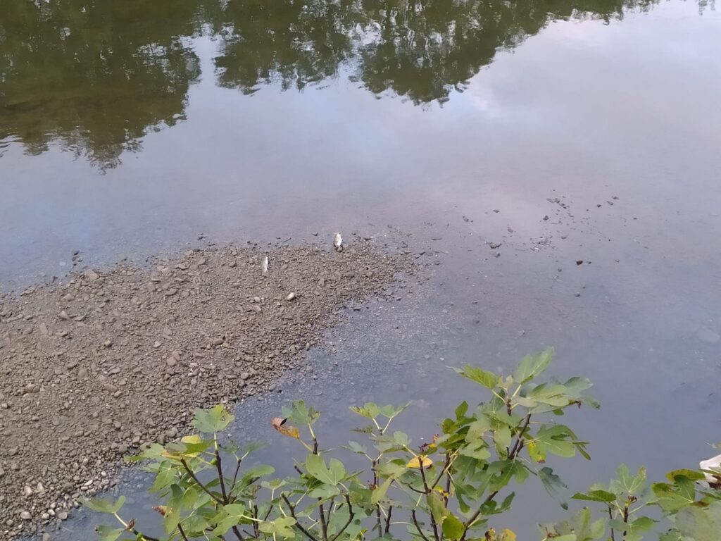 Oria vertido Barbos muertos por un vertido en el río Oria a su paso por Lasarte