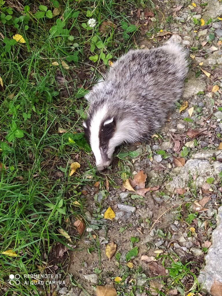 Un tejón se suma al amplio historial de animales atropellados en Gipuzkoa, denuncia Eguzki 12 Tejon Un tejón se suma al amplio historial de animales atropellados en Gipuzkoa, denuncia Eguzki
