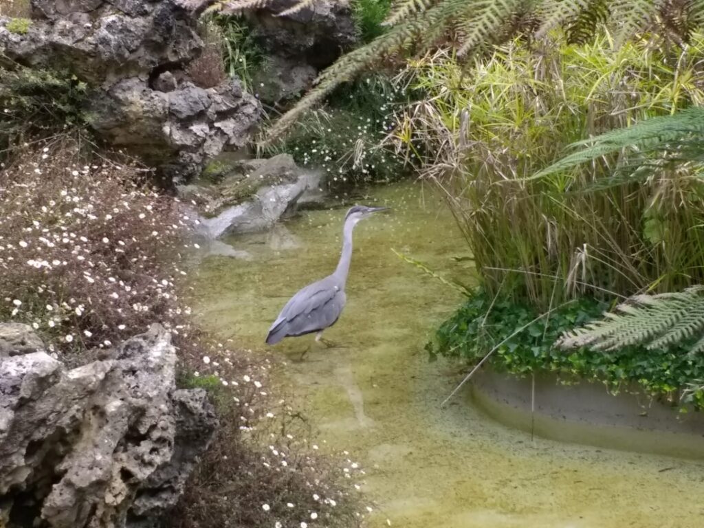 garza en plaza gipuzkoa Una garza real se acomoda en la plaza Gipuzkoa