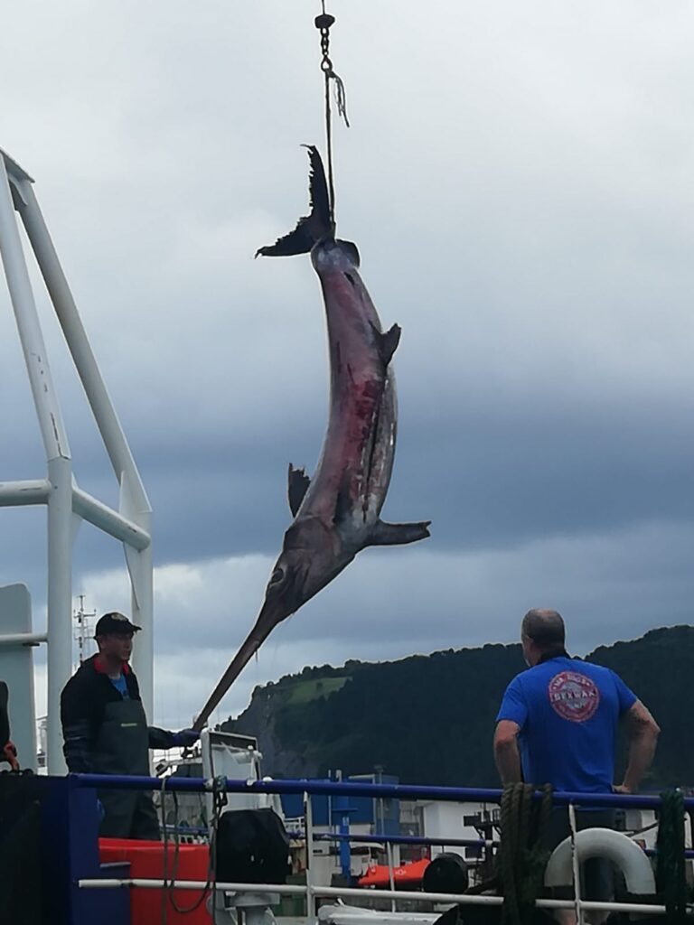 pez espada Arrastre pelágico: prohibido pero visible en la costa vasca