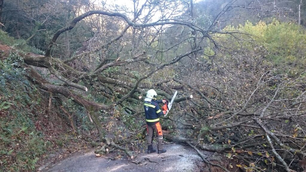 Tolosa arboles La noche con más salidas del año para los bomberos de Gipuzkoa