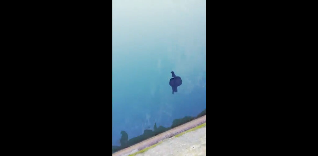 aplysia Una liebre de mar grabada en un puerto gipuzkoano
