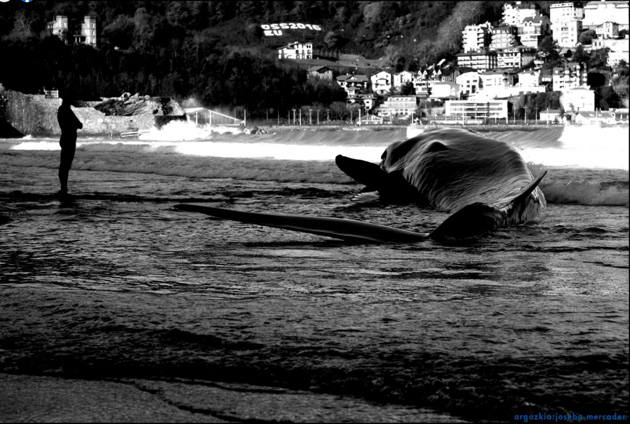 'Balearen Begia': Adelanto del documental este miércoles en Facebook 1 ballena varada scaled 'Balearen Begia': Adelanto del documental este miércoles en Facebook