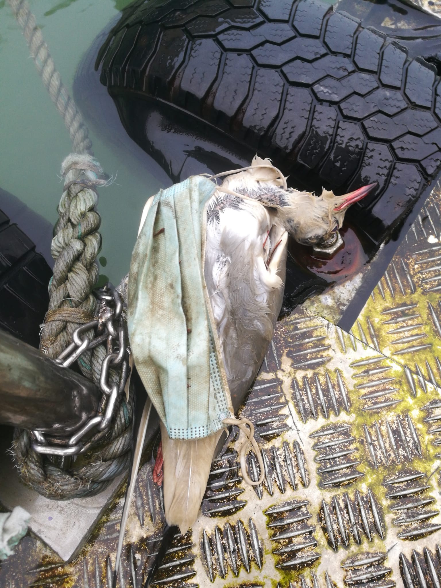 gaviota mascarilla Cuando las mascarillas acaban en el mar