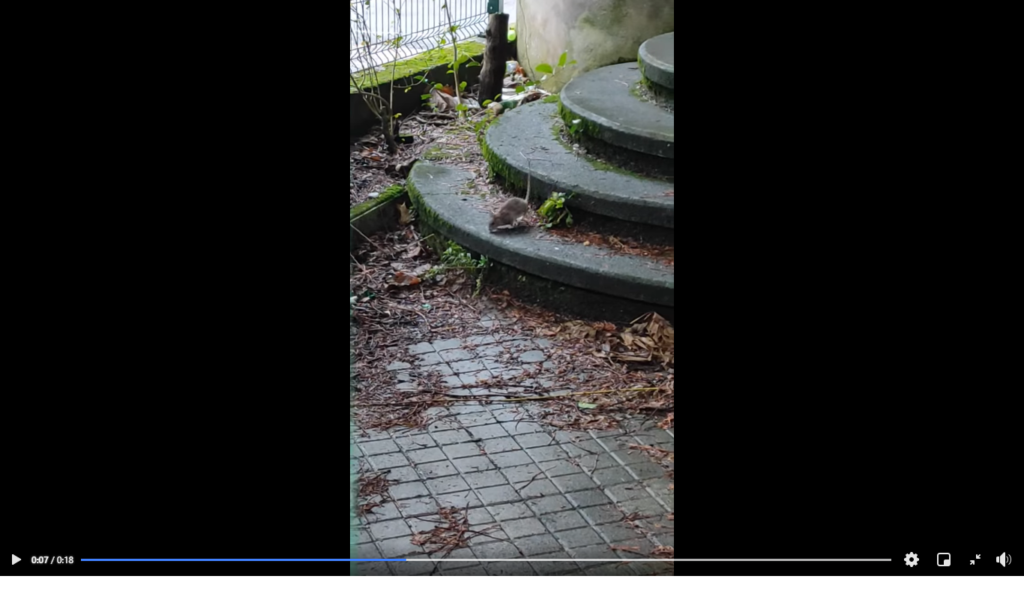 Larratxo ratas Suciedad y ratas en Larratxo: "Nos sentimos abandonados"