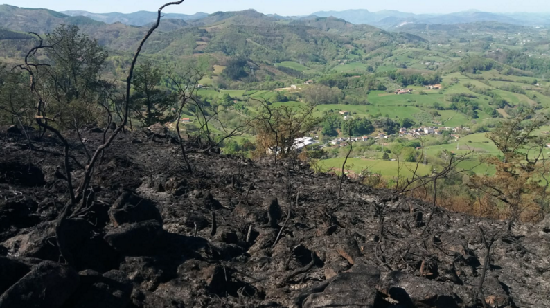 Captura de pantalla 2021 04 22 a las 13.31.34 Eguzkik baso sute berri bat salatu du Oiartzunen