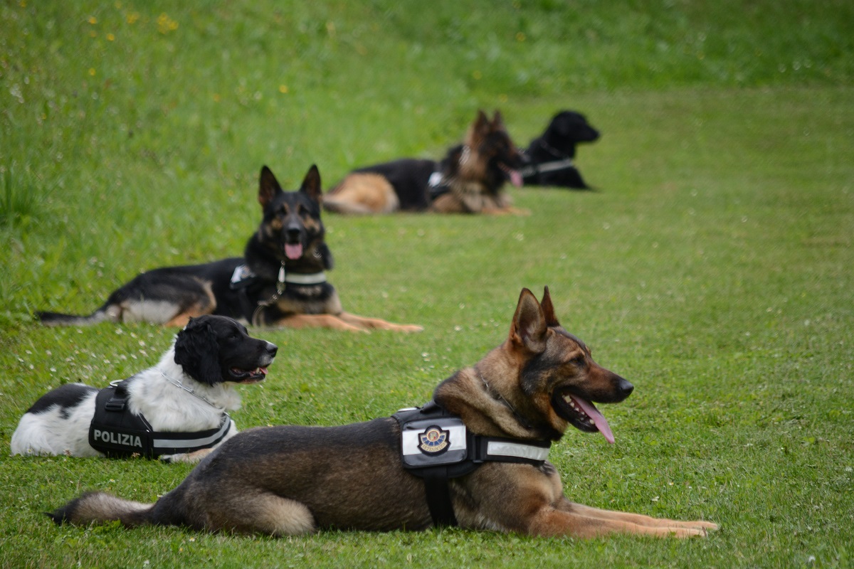 perros Ertzaintza Rompe las patas e intenta ahorcar a un perro en Arrasate