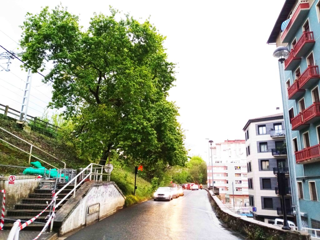 roble estacion El roble de Herrera está 'huérfano' de apoyo institucional, denuncia Parkea Bizirik