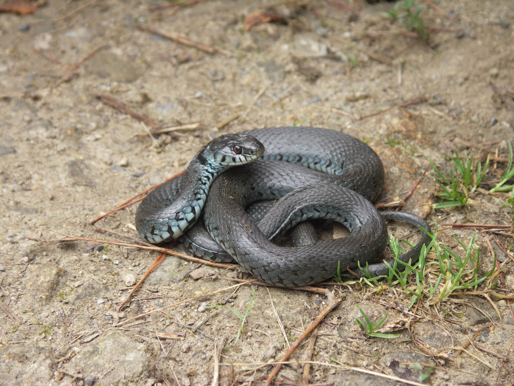 sugea scaled Aranzadi lanza el reto de amar a las serpientes